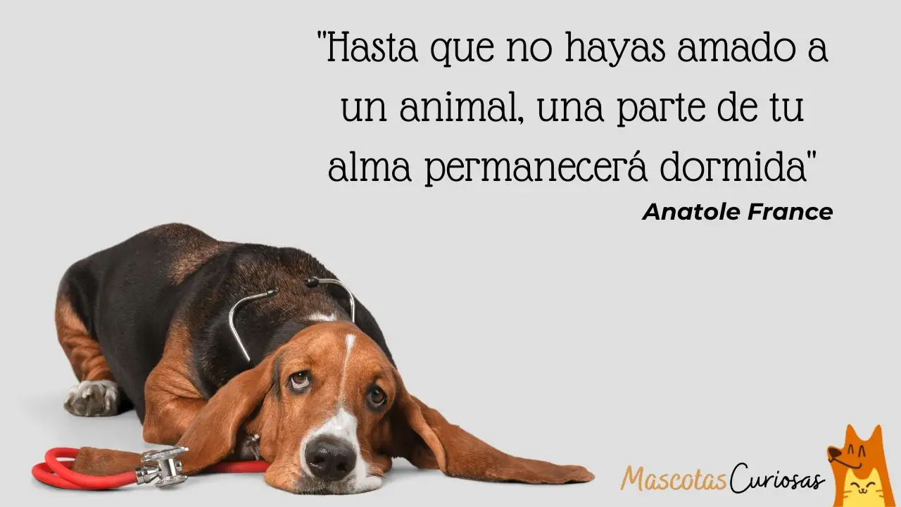 Cita de amor a tu mascota