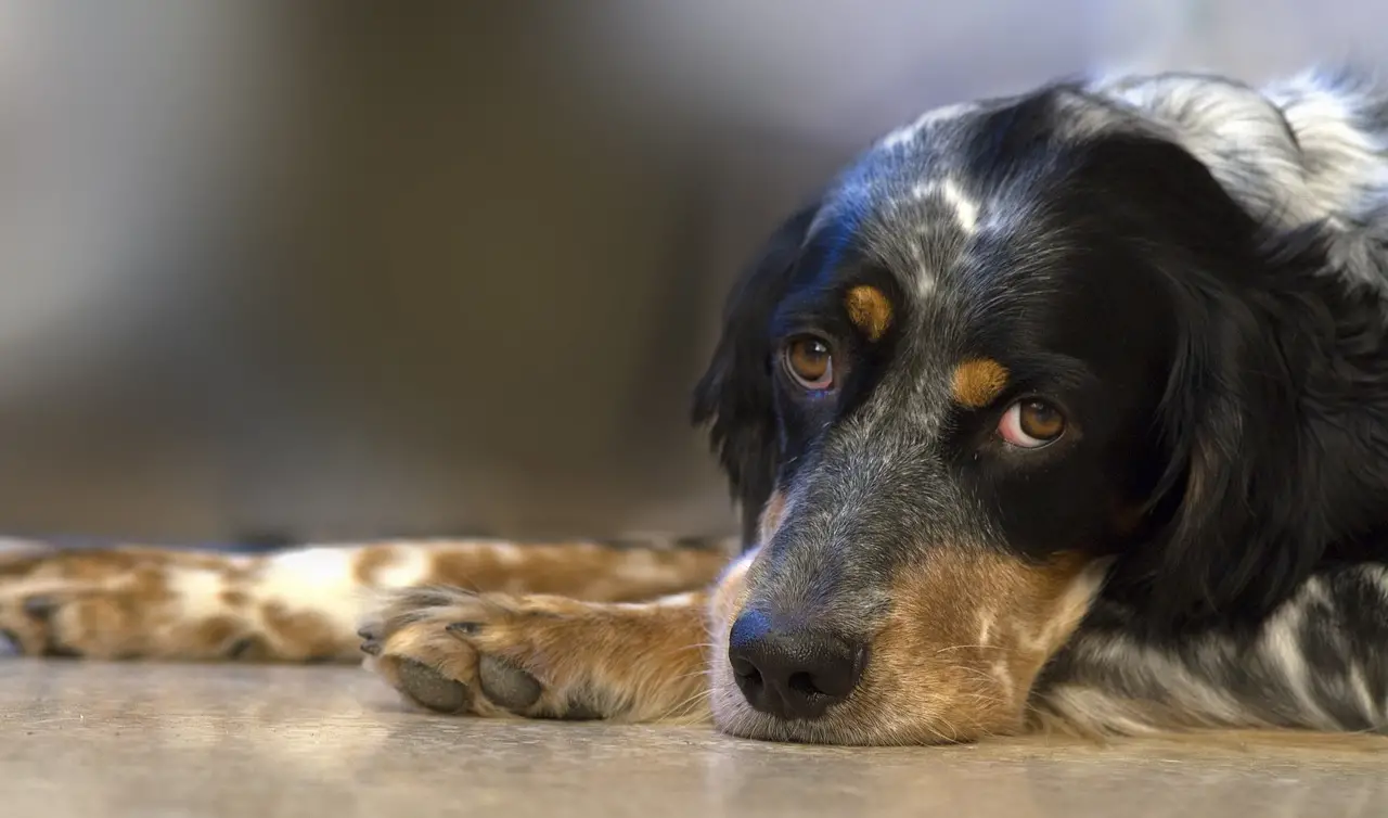 como pueden enamorarse los perros románticamente