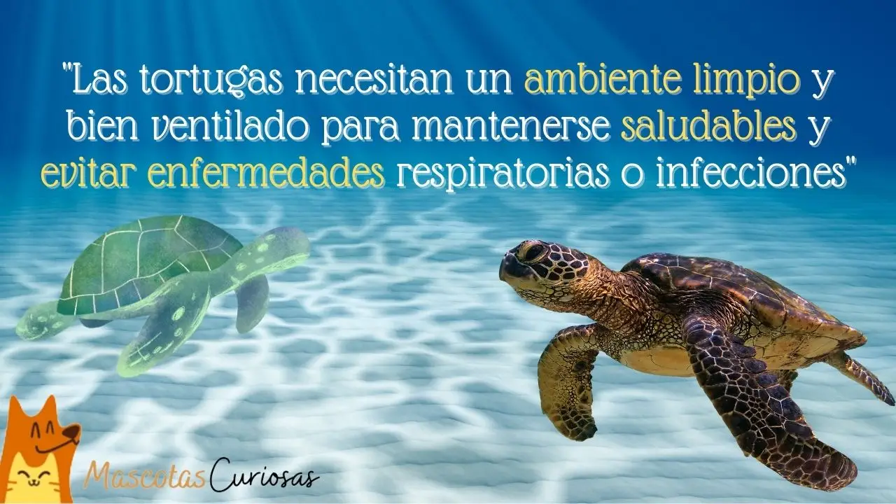Ambiente limpio - Curiosidades de las tortugas